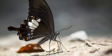 Butterflies taste their food through their legs 🌸🌸