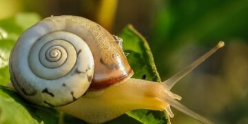 A snail can sleep for 3 years