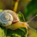 A snail can sleep for 3 years 6 A snail can sleep for 3 years