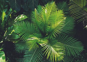 Some Interesting Facts About Plants