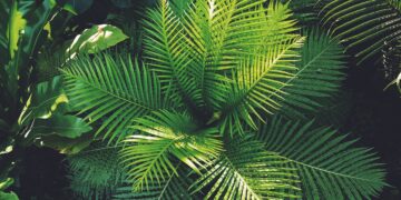 Some Interesting Facts About Plants