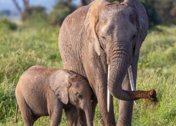 Some Interesting Facts About Animals