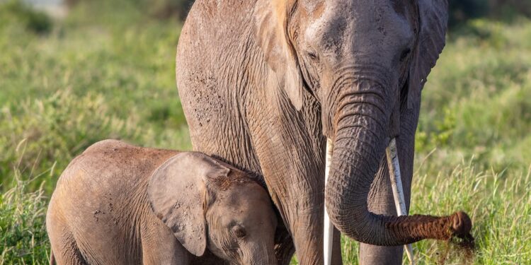 Some Interesting Facts About Animals