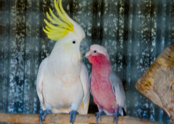 Which Bird Makes a Better Pet: Galah or Sulphur-Crested Cockatoo?