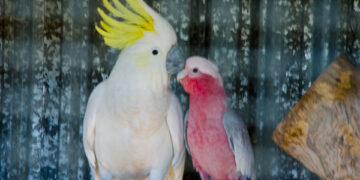 Which Bird Makes a Better Pet: Galah or Sulphur-Crested Cockatoo?