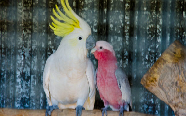Which Bird Makes a Better Pet: Galah or Sulphur-Crested Cockatoo? 1 Which Bird Makes a Better Pet: Galah or Sulphur-Crested Cockatoo?