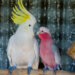 Which Bird Makes a Better Pet: Galah or Sulphur-Crested Cockatoo?