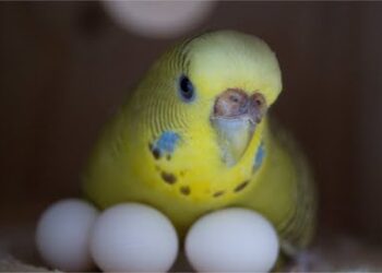 How to Take Care of Budgie Eggs: A Comprehensive Guide