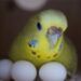 How to Take Care of Budgie Eggs: A Comprehensive Guide