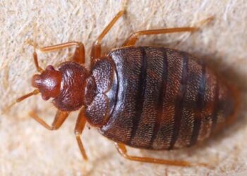 How to Get Rid of Bedbugs: A Comprehensive Guide