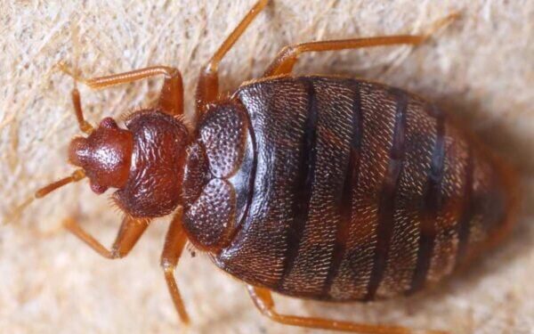 How to Get Rid of Bedbugs: A Comprehensive Guide 1 How to Get Rid of Bedbugs: A Comprehensive Guide