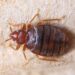 How to Get Rid of Bedbugs: A Comprehensive Guide