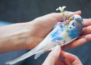 Training Your Budgie: How to Tame a Parakeet – A Guide to Making Friends with Your New Pet Budgie!