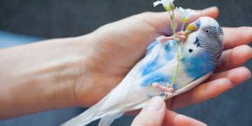 Training Your Budgie: How to Tame a Parakeet – A Guide to Making Friends with Your New Pet Budgie!