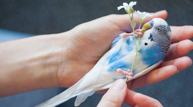 Training Your Budgie: How to Tame a Parakeet – A Guide to Making Friends with Your New Pet Budgie!