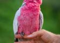 Galah (Rose-Breasted) Cockatoo: Bird Species Profile and How to Tame
