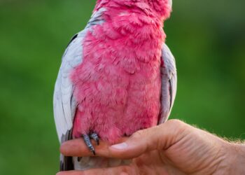 Galah (Rose-Breasted) Cockatoo: Bird Species Profile and How to Tame