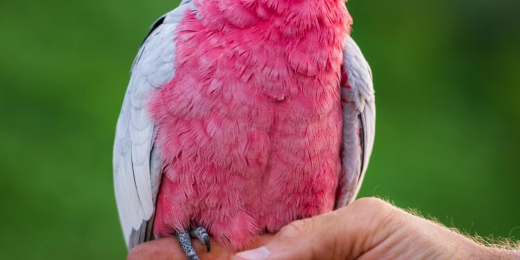 Galah (Rose-Breasted) Cockatoo: Bird Species Profile and How to Tame