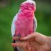 Galah (Rose-Breasted) Cockatoo: Bird Species Profile and How to Tame 12 Galah (Rose-Breasted) Cockatoo: Bird Species Profile and How to Tame