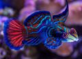 The 10 Most Colorful Animals in the World: A Vibrant Exploration of Nature’s Palette