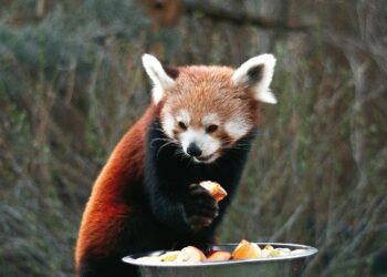 Exploring the Wildlife: 5 Best Zoos to Visit in India with Kids