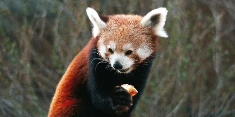 Exploring the Wildlife: 5 Best Zoos to Visit in India with Kids 1 Exploring the Wildlife: 5 Best Zoos to Visit in India with Kids