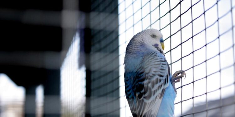A budgie in a clean bird cage