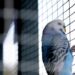 A budgie in a clean bird cage