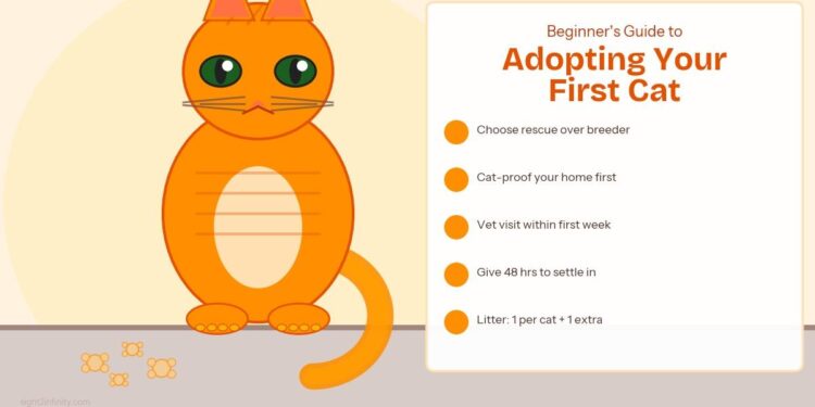 Beginner's Guide to Adopting Your First Cat