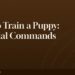 How to Train a Puppy: Essential Commands Every New Dog Owner Needs 7 How to Train a Puppy: Essential Commands Every New Dog Owner Needs