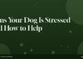 Signs Your Dog Is Stressed and How to Help