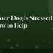 Signs Your Dog Is Stressed and How to Help