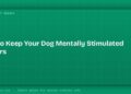 How to Keep Your Dog Mentally Stimulated Indoors