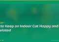 How to Keep an Indoor Cat Happy and Stimulated