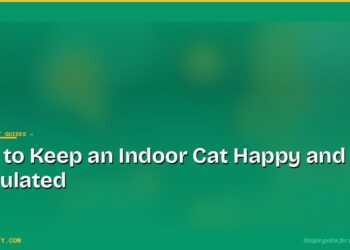 How to Keep an Indoor Cat Happy and Stimulated