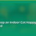 How to Keep an Indoor Cat Happy and Stimulated