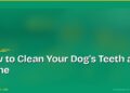How to Clean Your Dog's Teeth at Home