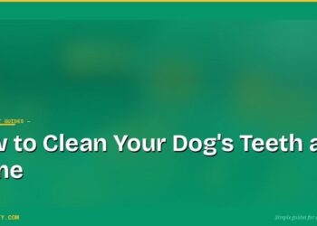 How to Clean Your Dog's Teeth at Home