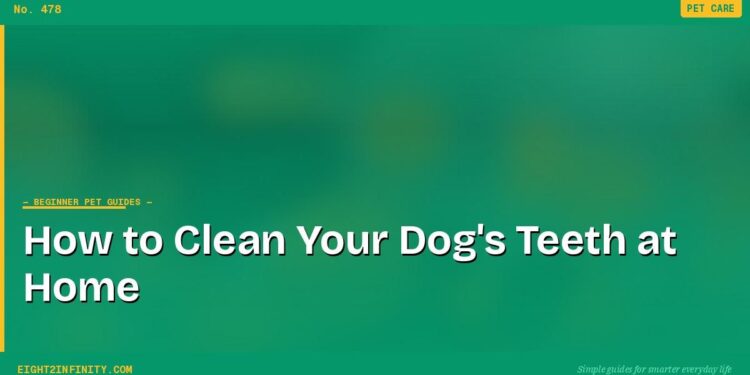 How to Clean Your Dog's Teeth at Home
