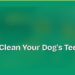 How to Clean Your Dog's Teeth at Home 8 How to Clean Your Dog's Teeth at Home