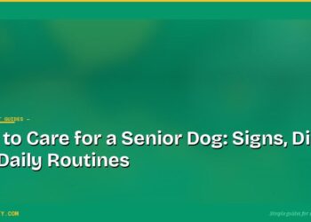 How to Care for a Senior Dog: Signs, Diet and Daily Routines