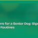 How to Care for a Senior Dog: Signs, Diet and Daily Routines 8 How to Care for a Senior Dog: Signs, Diet and Daily Routines