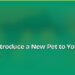 How to Introduce a New Pet to Your Home Smoothly