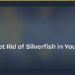How to Get Rid of Silverfish in Your Home Fast