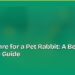 How to Care for a Pet Rabbit: A Beginner's Complete Guide 8 How to Care for a Pet Rabbit: A Beginner's Complete Guide