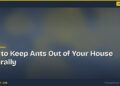 How to Keep Ants Out of Your House Naturally