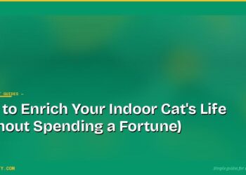 How to Enrich Your Indoor Cat's Life (Without Spending a Fortune) 6 How to Enrich Your Indoor Cat's Life (Without Spending a Fortune)