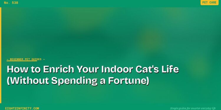 How to Enrich Your Indoor Cat's Life (Without Spending a Fortune)