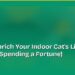 How to Enrich Your Indoor Cat's Life (Without Spending a Fortune) 8 How to Enrich Your Indoor Cat's Life (Without Spending a Fortune)