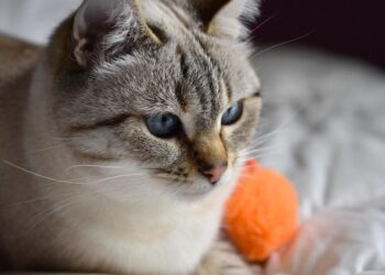 Is Your Cat Bored? 7 Signs and Easy Fixes 4 Is Your Cat Bored? 7 Signs and Easy Fixes